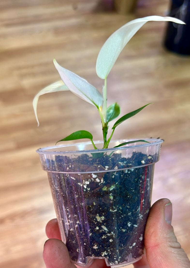 Philodendron Florida Ghost