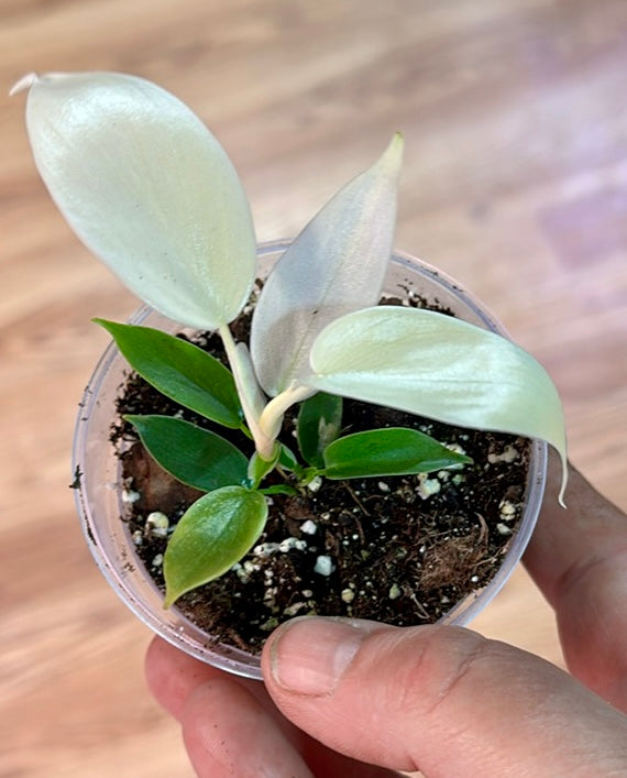 Philodendron Florida Ghost