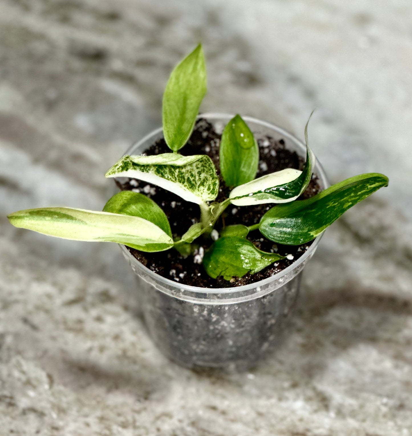 Philodendron Jose Bueno variegated 