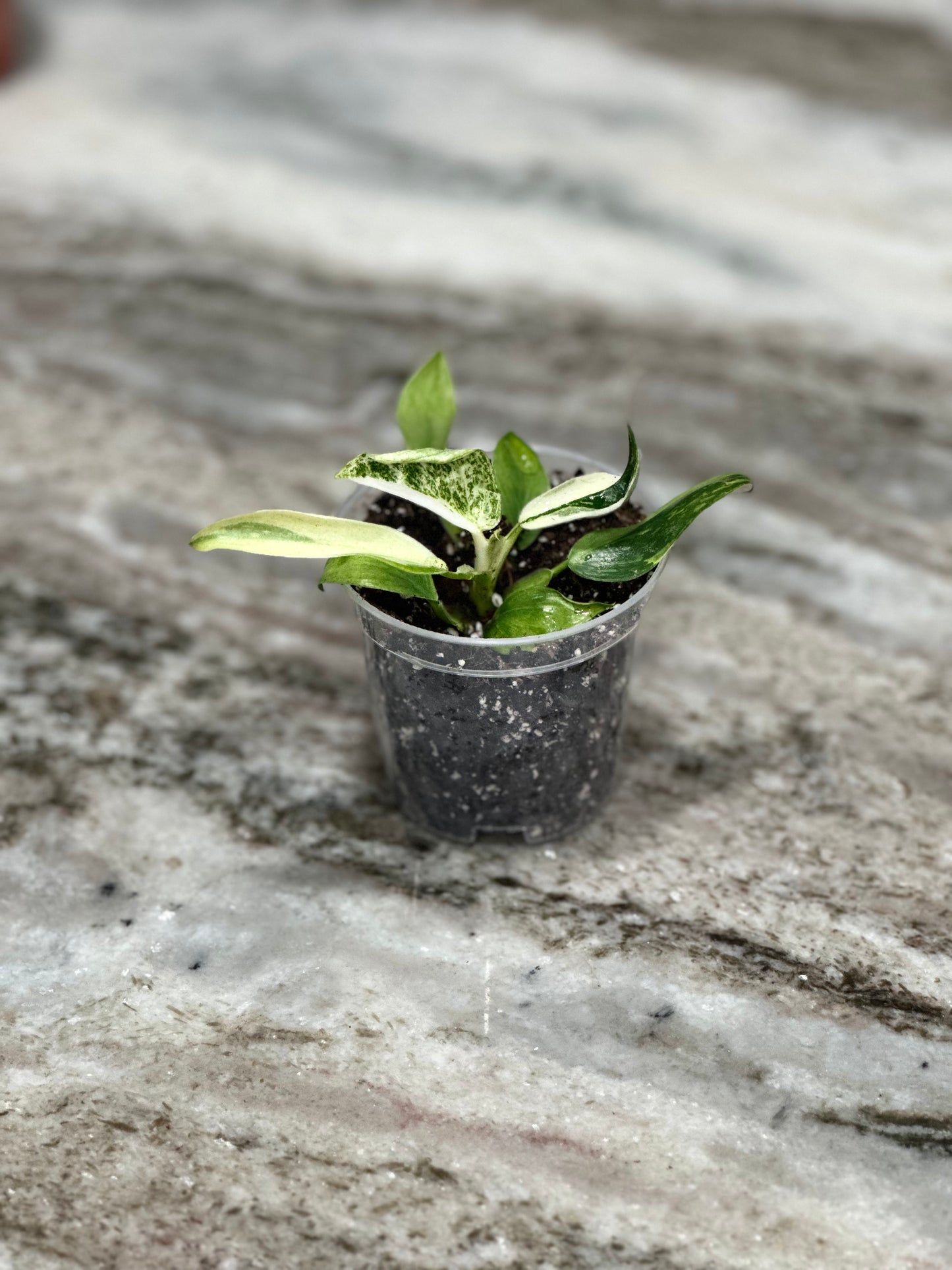 Philodendron Jose Bueno variegated 