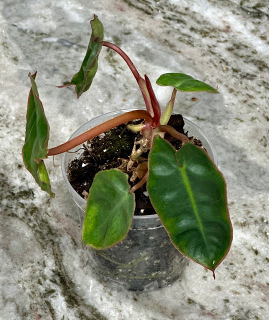 philodendron billietiae seeds Philodendron Billietiae (Philodendron Bipennifolium 'Billietiae',)