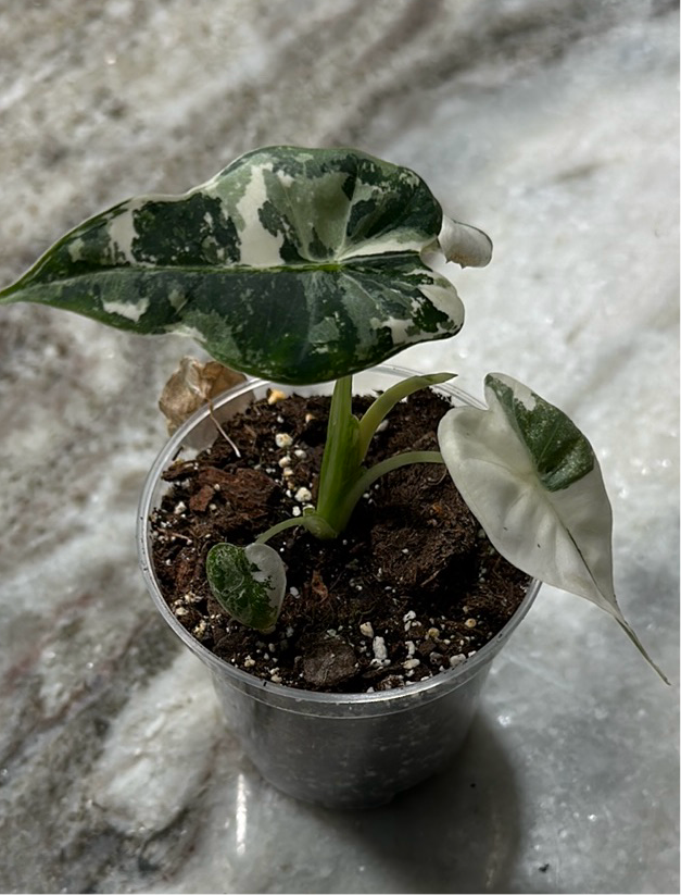 Alocasia Frydek Variegated