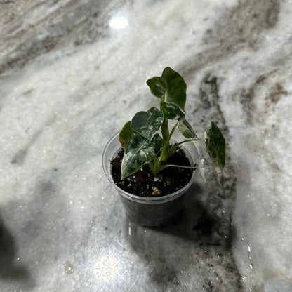 Alocasia Frydek Variegated