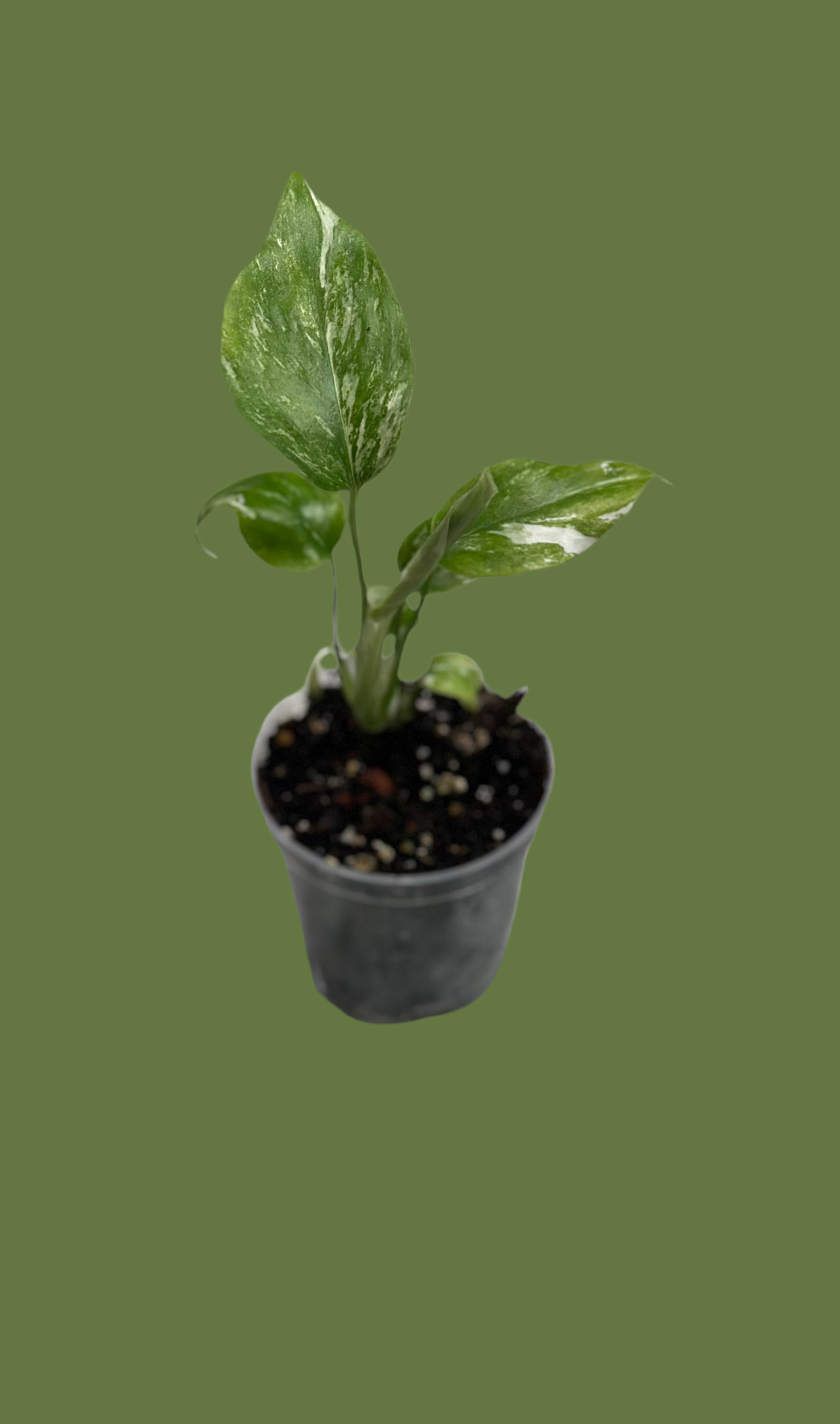 monstera albo sale Monstera Albo