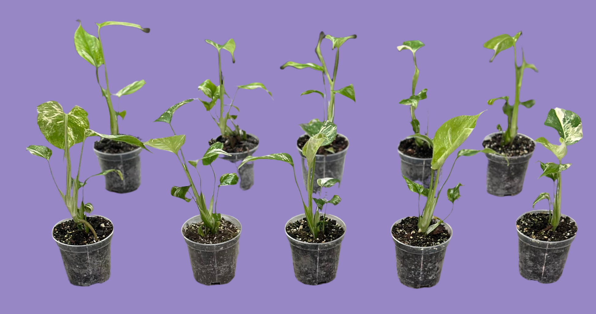 albo monstera sale Monstera Albo