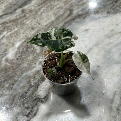 Alocasia Frydek Variegated