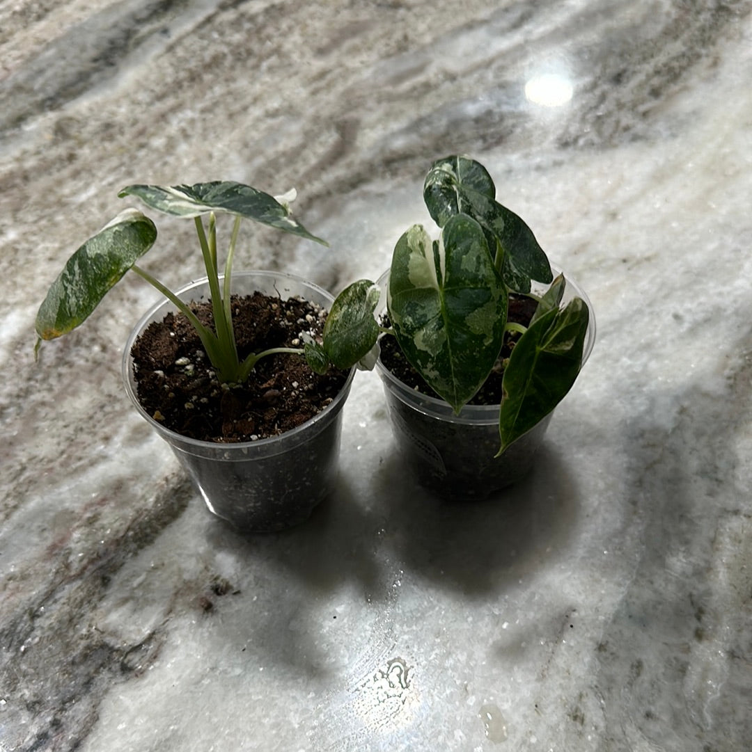 Alocasia Frydek Variegated