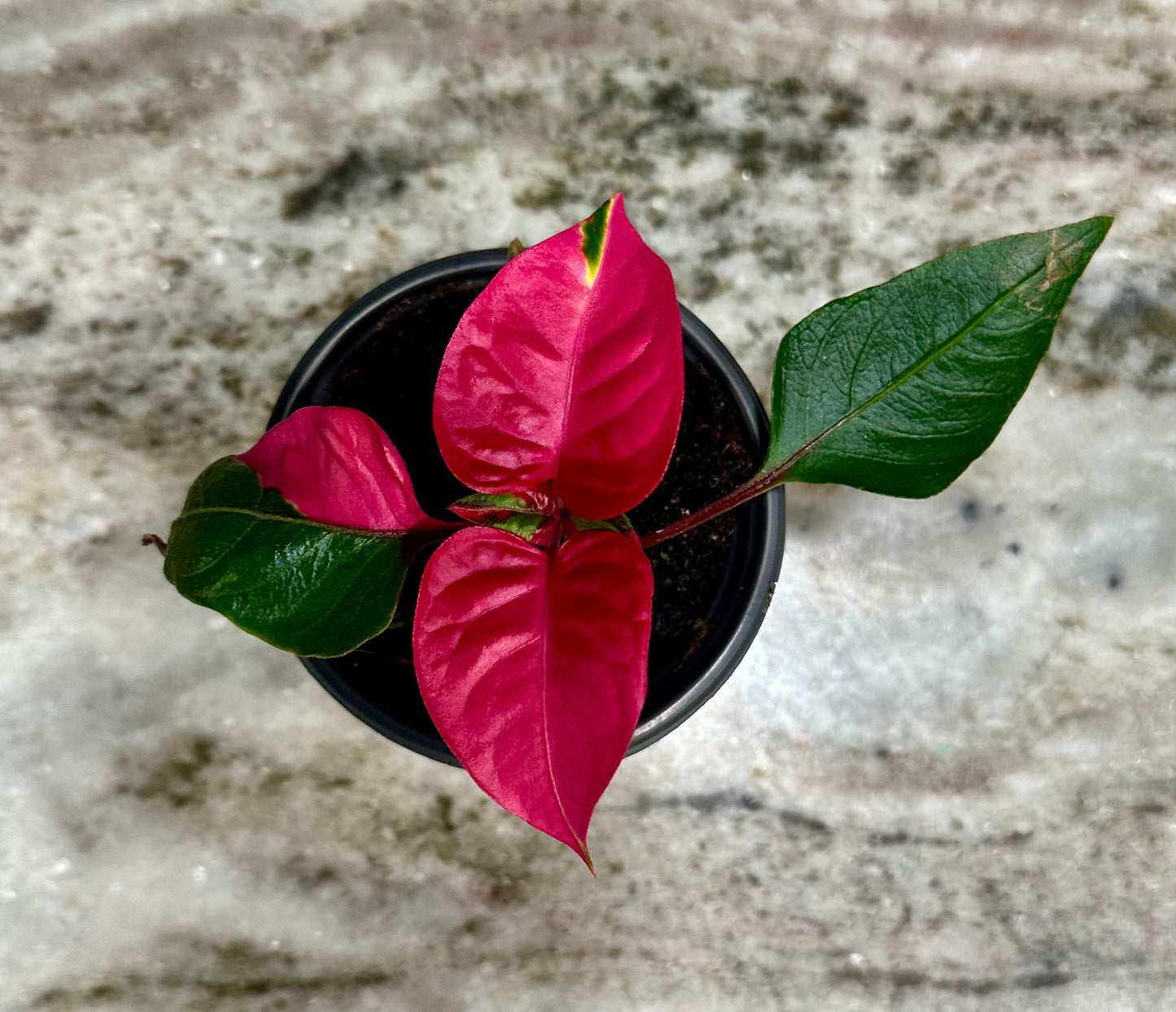 Party Time Alternanthera
plants, also known as Joseph's Coat or Parrot Leaf plants