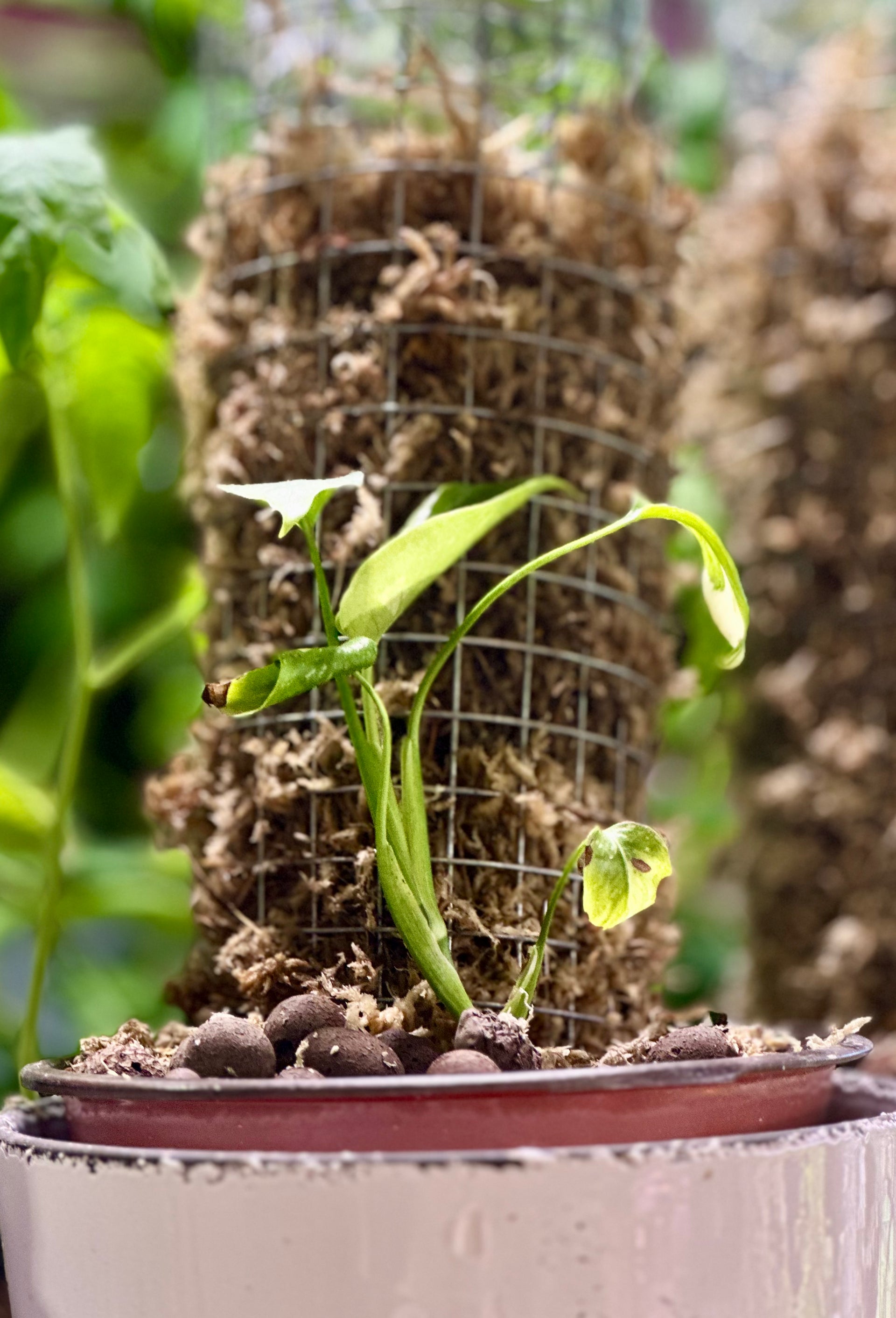 monstera with moss pole Monstera on A Moss Pole – JC Greenery LLC