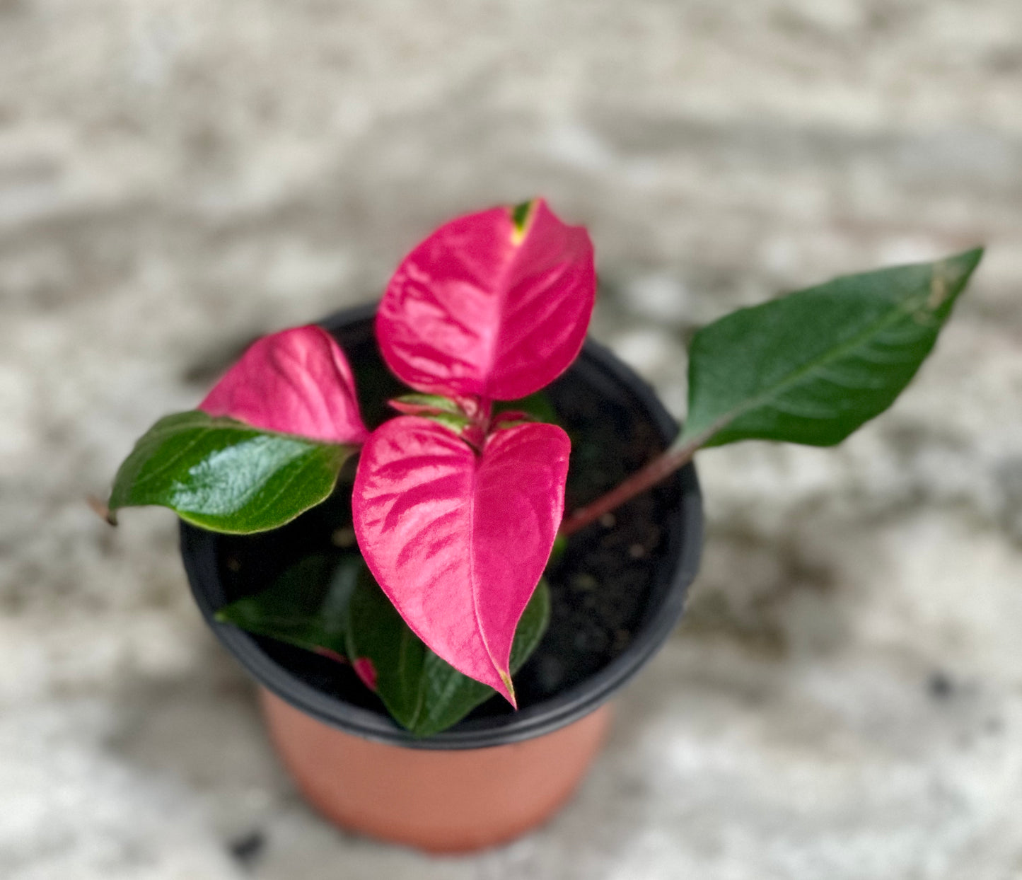 Party Time Alternanthera
plants, also known as Joseph's Coat or Parrot Leaf plants