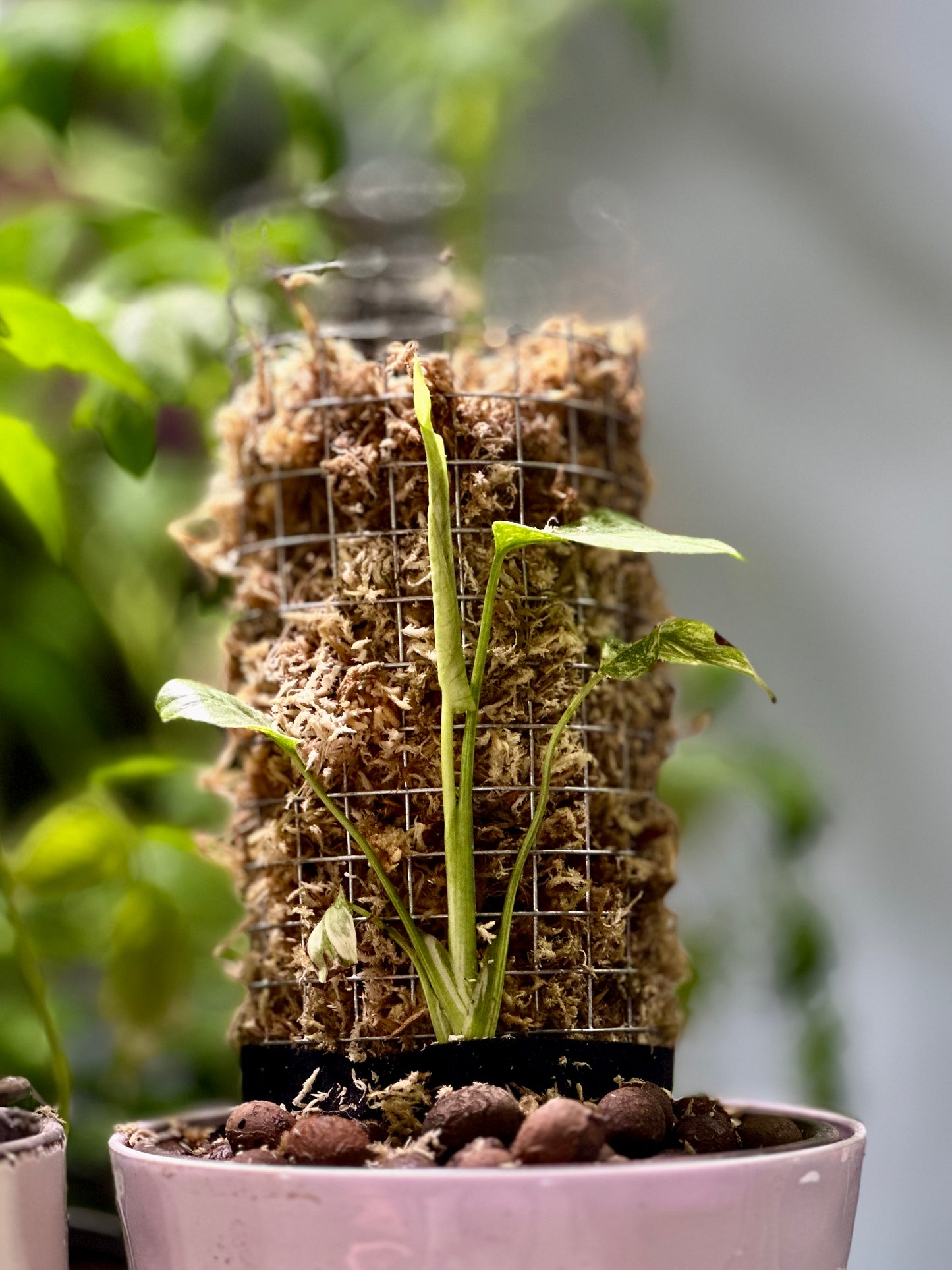 Monstera on A Moss Pole