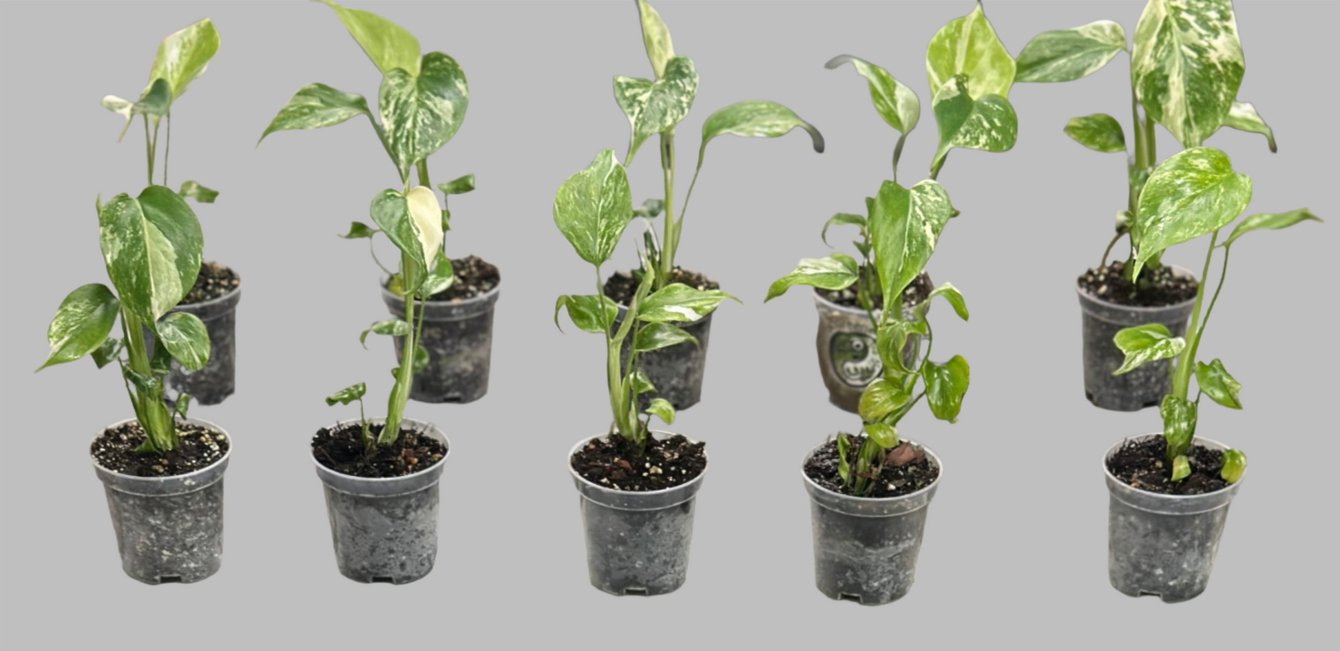 monstera albo for sale nearby Monstera Albo